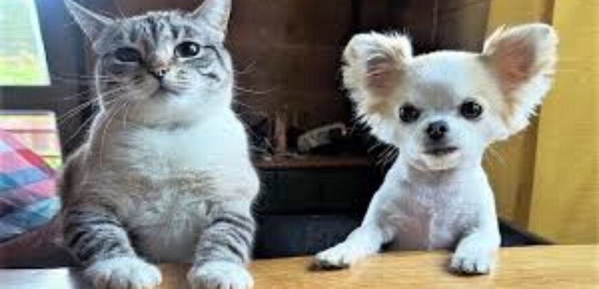 Humorous Pet Videos